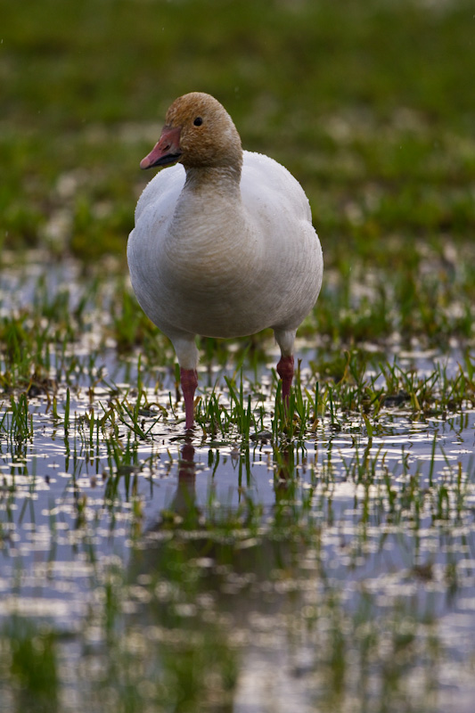 Snow Goose